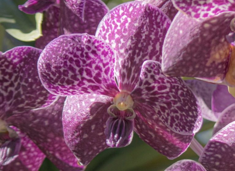 purple and white moth orchid in bloom