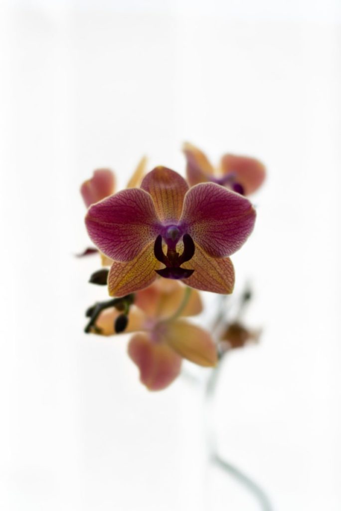 blooming purple orchid flowers